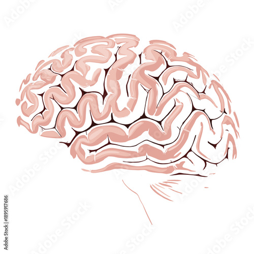 Detailed illustration of a human brain with convolutions isolated