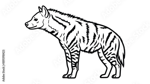 Hyena Illustration: An intricate illustration portrays the hyena's form, showcasing its striped coat.  A monochromatic art piece, offering a focused study of its physique.