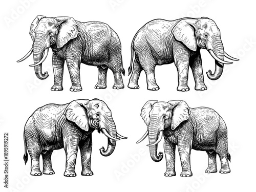 Detail Elephant Vector