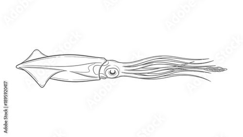 Squid Outline Illustration: A detailed outline of a squid, showcasing its distinctive form and features, perfect for educational or illustrative purposes. 