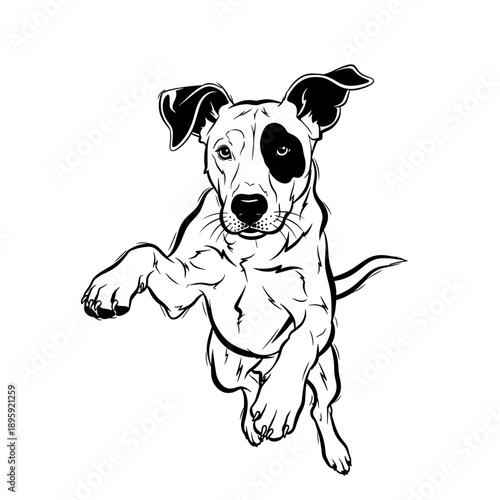 Energetic black and white puppy with a distinctive eye patch in a playful pose.