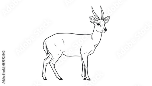 Elegant Deer Illustration: A detailed outline of a deer, showcasing its graceful form and defining features, ready for coloring or further creative exploration.
