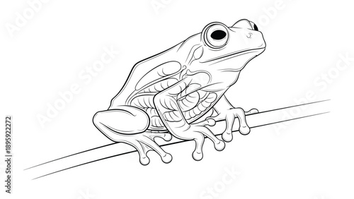 Frog on a Branch Illustration: A detailed black and white illustration of a frog perched on a slender branch, showcasing the intricate textures and anatomy of this amphibian.