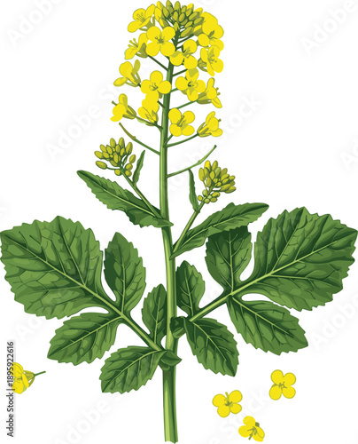 Yellow mustard flower illustration, botanical plant artwork, detailed floral design, agriculture crop element isolated on white background