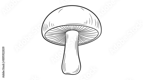 Detailed Mushroom: A meticulous illustration of a solitary mushroom, with a detailed cap and stem, meticulously etched in shades of gray.