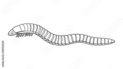 Centipede Illustration: A detailed black and white illustration of a centipede, showcasing its segmented body, numerous legs, and unique characteristics.