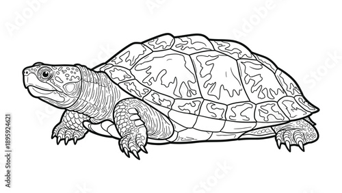 Turtle in Detail: A meticulously crafted illustration of a turtle showcases the intricate details of its shell and form. It's a tribute to nature's artistry and the slow, steady pace of life.