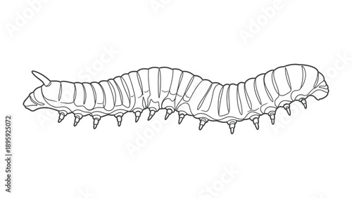 🐛🐛Intricate Caterpillar Illustration: A detailed and meticulous monochrome line art of a caterpillar showcases its segmented body, featuring a study in design and structure.