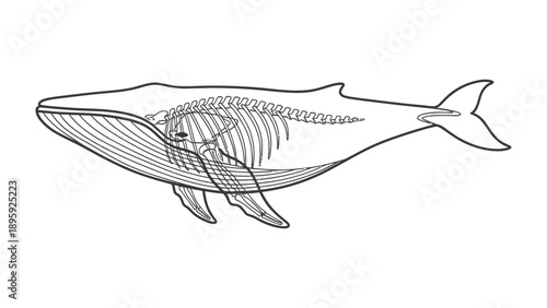 Whale Anatomy Diagram: A detailed anatomical illustration showcasing the skeletal structure of a majestic whale, offering a glimpse into the intricacies of its form.
