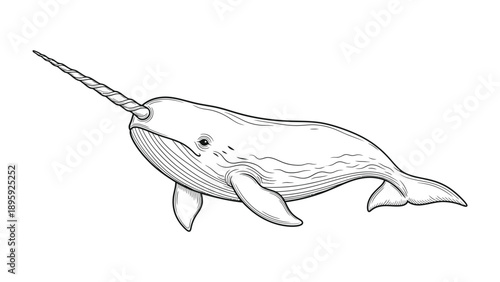 Monochrome Narwhal: A detailed black and white illustration of a narwhal gracefully swimming, its defining spiraled tusk prominently displayed.
