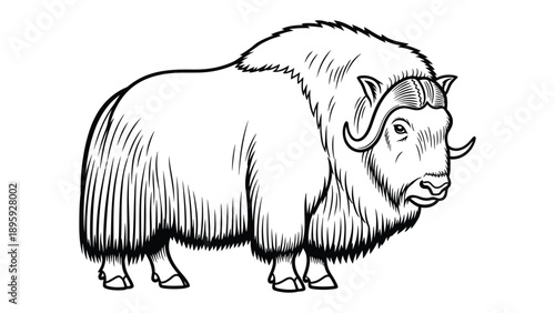 Musk Ox illustration: A detailed black and white illustration of a majestic musk ox, showcasing its shaggy coat and impressive horns, a symbol of strength and resilience.