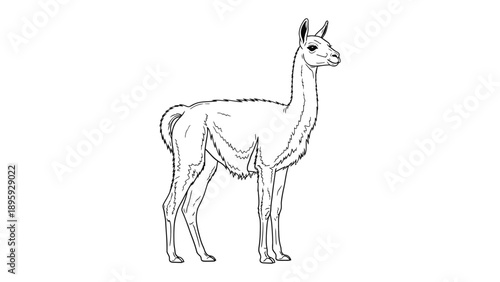 Graceful Llama: A serene portrayal of a llama, meticulously outlined to showcase its distinctive features and elegant posture. The llama stands calmly.