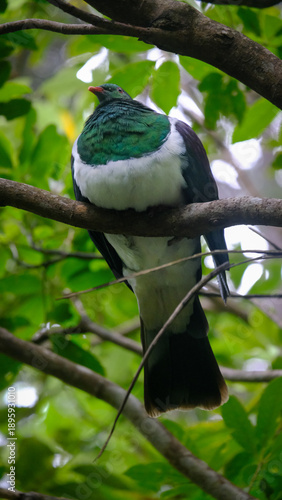 Beautiful Kererū wood pigeon bird with plump chest and feathers perched in tree in Wellington, New Zealand Aotearoa