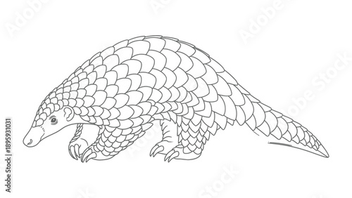 Pangolin Illustration: A detailed black and white illustration of a pangolin, a unique mammal covered in overlapping scales.