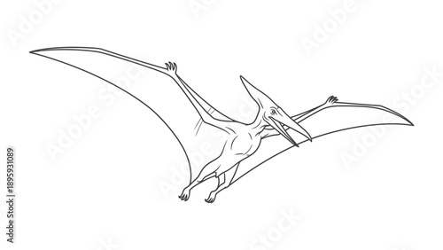 Pterodactyl in Flight: A detailed black and white illustration captures the majestic Pterodactyl in flight, showcasing its unique features and timeless grandeur. 