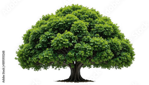 Lush dense broadleaf tree featuring vibrant green foliage and thick textured trunk isolated on transparent background
