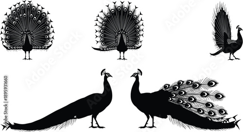 Peacock silhouette set isolated on white background elegant bird collection feathers tail display wildlife illustration design