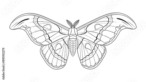 Intricate Butterfly Illustration: A detailed black and white illustration of a beautiful butterfly, showcasing its delicate wings and intricate patterns. 
