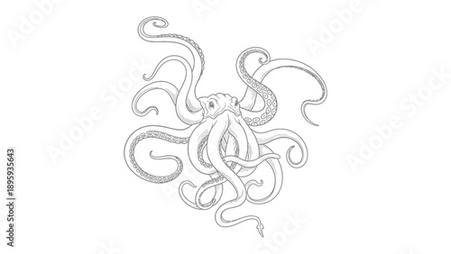 Octopus in ink outline: An artistic rendition showcases an octopus gracefully swimming, its tentacles elegantly curving. Its body and arms show textures, revealing detail and its form
