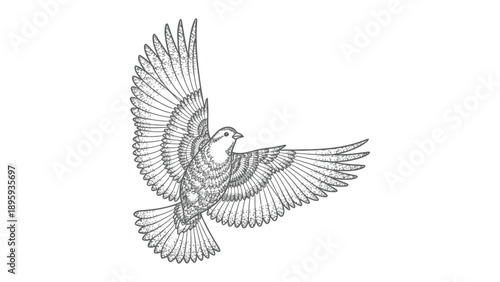 Dove of Peace: An elegant illustration captures the grace and symbolism of a dove in flight, with outstretched wings, symbolizing peace and freedom.