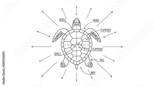 Turtle Anatomy Illustration: A detailed, artistic illustration of a sea turtle, perfect for educational purposes, highlighting each part of the creature with clarity. 