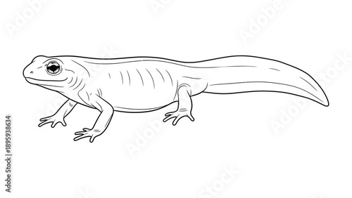 Amphibian Newt Illustration: A detailed black and white illustration of a newt, showcasing the intricate details of this aquatic amphibian