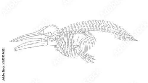 Whale Skeleton Illustration: An intricate line drawing reveals the delicate skeletal structure of a majestic whale, offering a glimpse into its hidden anatomy.