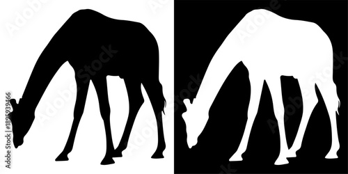 Silhouette of a giraffe bending down to drink water.
