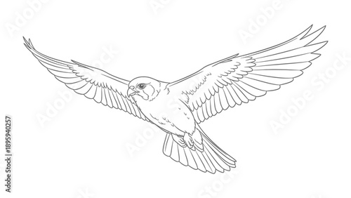 soaring Eagle: An intricately detailed line art illustration of an eagle in mid-flight, wings fully extended, showcasing the bird's graceful form and powerful presence.