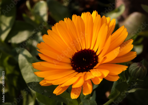 Fotografía Blooming pot marigold flower (Calendula officinalis) with vibrant orange petals and a dark brown center disc in natural sunlight