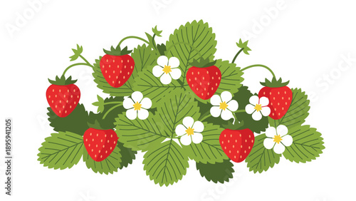 Lush green strawberry bush with ripe red strawberries and delicate white flowers against a white background for food or garden designs.