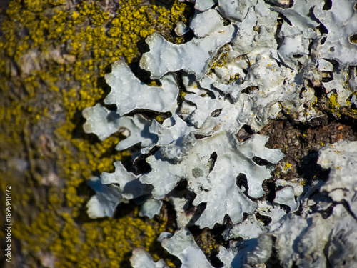 Fotografie Pale grey-green shield lichen (Parmelia sulcata) and yellow crustose lichen growing on rough tree bark in macro close-up detail