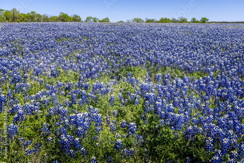 Abundance od Texas blue bonnets in the Texas hill country