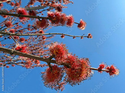 Картината върху платно Male Red Maple (Acer rubrum) flowers in early spring.