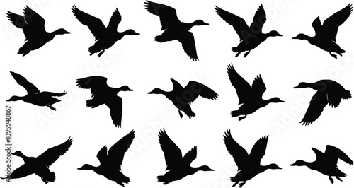 Collection of Fifteen Detailed Black Silhouettes Featuring Mallard Ducks in Various Dynamic Flying Poses for Nature Wildlife Hunting and Waterfowl Graphic Design Projects