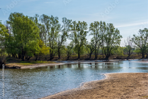 Waal river landscape with sandy bank and green trees in spring