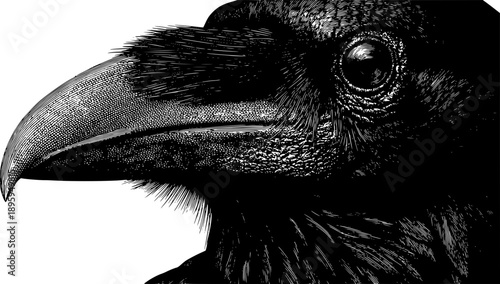 A dramatic, high-contrast black-and-white ink illustration focusing on a close-up profile of a raven or crow's head, highlighting its sharp beak, dark feathery textures, and a singular, piercing eye.
