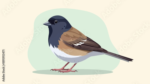 Small, dark-headed bird with brown wings and white underside