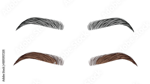 Pair of realistic eyebrows in black and brown colors with detailed hair texture for beauty and grooming illustrations.