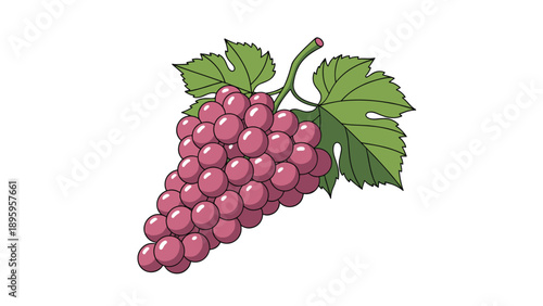 Vibrant illustration of a bunch of red grapes with detailed green leaves and tendrils isolated on a plain white background.