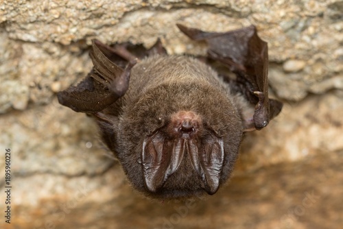 The western barbastelle, barbastelle or barbastelle bat (Barbastella barbastellus) hibernating bat on the wall of a cellar