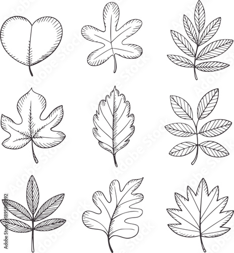 Hand drawn collection of nine different autumn leaves leaf nature plant botanical