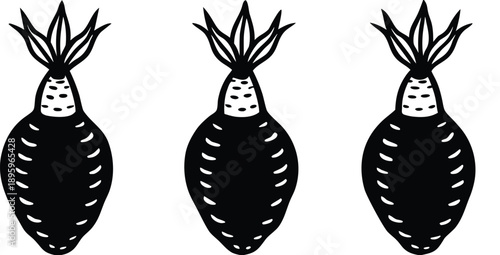 Three stylized illustrations of taro roots are presented against a transparent background. Each root is depicted in a detailed, grayscale, cross-hatch style. The roots are roughly spherical with a tex