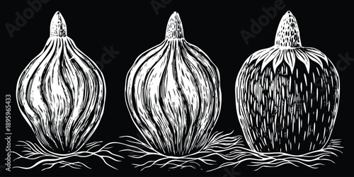 Three stylized illustrations of taro roots are presented against a transparent background. Each root is depicted in a detailed, grayscale, cross-hatch style. The roots are roughly spherical with a tex