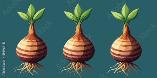 Three stylized illustrations of taro roots are presented against a transparent background. Each root is depicted in a detailed, grayscale, cross-hatch style. The roots are roughly spherical with a tex