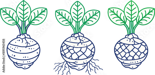 Three stylized illustrations of taro roots are presented against a transparent background. Each root is depicted in a detailed, grayscale, cross-hatch style. The roots are roughly spherical with a tex