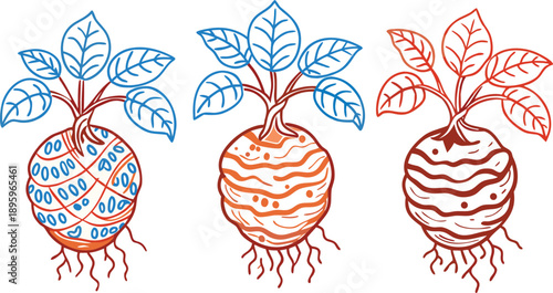 Three stylized illustrations of taro roots are presented against a transparent background. Each root is depicted in a detailed, grayscale, cross-hatch style. The roots are roughly spherical with a tex