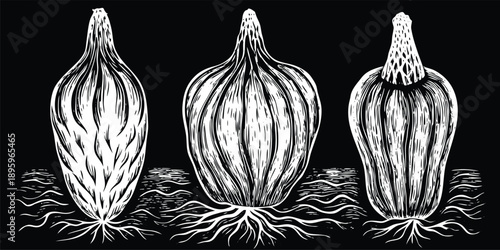 Three stylized illustrations of taro roots are presented against a transparent background. Each root is depicted in a detailed, grayscale, cross-hatch style. The roots are roughly spherical with a tex