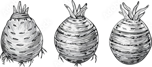 Three stylized illustrations of taro roots are presented against a transparent background. Each root is depicted in a detailed, grayscale, cross-hatch style. The roots are roughly spherical with a tex