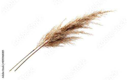 Wallpaper Mural Water Reed Isolated on White Background - Tall Marsh Grass Torontodigital.ca